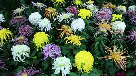菊花的五类花瓣和30个基本花型，你认识几个？-广东田野风实业有限公司