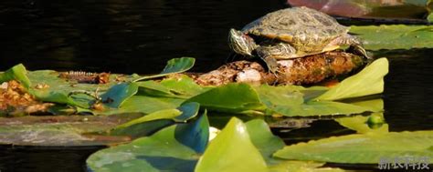 乌龟一直漂浮不下沉你要注意了！！！