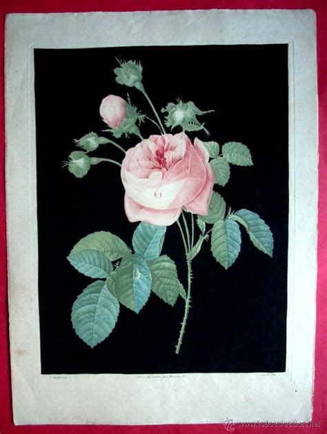 Rosas - redouté - 1800