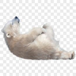 大白熊图片