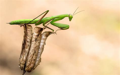 母螳螂为什么要吃掉公螳螂才能怀胎-百度经验