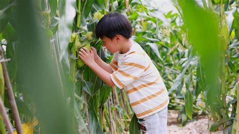 小男孩跑到玉米地研究成熟的玉米mp4格式视频下载_正版视频编号697017-摄图网