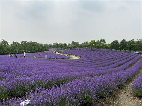 探访全国最大的薰衣草主题公园-美丽华夏-墙根网