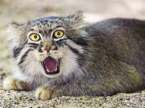 科普一下：中国的13种野生猫科动物 |绿会研究室—新闻—科学网