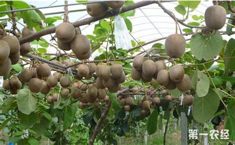 猕猴桃苗种植有什么要求?猕猴桃苗种植方法-种植技术-中国花木网