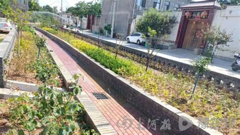 安阳市北关区：绿化农村道路环境，提升乡村道路颜值-大河新闻