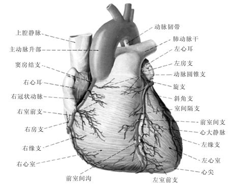 心脏的血管示意图-人体解剖图,_医学图库