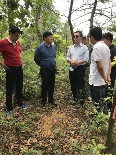 杨馥宁带队对新建区松材线虫病疫木清理进行成效评价