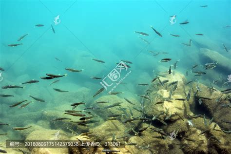 青海西宁网民抖音分享煮青海湖中的濒危湟鱼片段 - 神秘的地球 科学|自然|地理|探索
