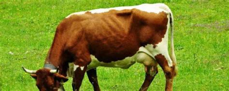 牛为什么称为反刍动物 牛称为反刍动物的原因_知秀网