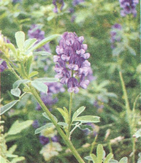 牧草营养之最—紫花苜蓿，饲养价值高，可青饲，青贮，制作干草 - 知乎