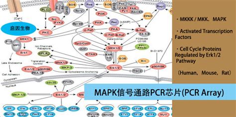 程韵枫教授团队揭示中性粒细胞通过分泌BAFF参与原发免疫性血小板减少症的发病机制-免疫-转化医学网-转化医学核心门户