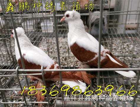芙蓉观赏鸽新报价 马甲芙蓉鸽子养殖厂-阿里巴巴