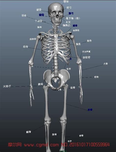 X光人体骨骼肌肉场景图片素材-正版创意图片401788219-摄图网