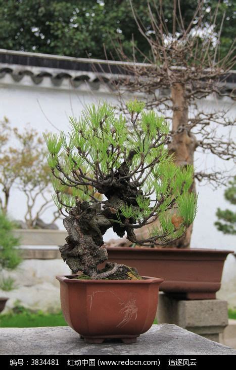 美丽的松树盆栽高清图片下载_红动中国