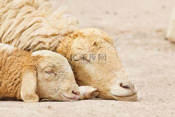 休养达勒羊群在清雪中躺下高清图片下载-正版图片303993324-摄图网