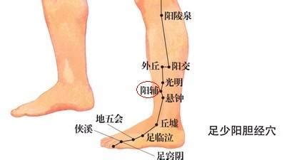 阳辅的准确位置图图片 阳辅的准确位置图图片