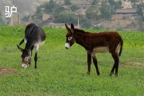 一头驴和一匹马高清图片下载-正版图片506141349-摄图网
