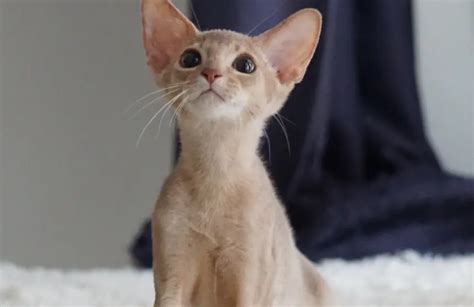 关于阿比西尼亚猫的基因，你了解多少？_TataMc-