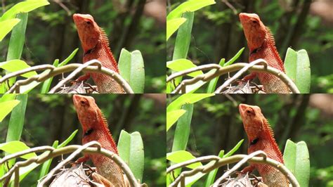 印度支那森林蜥蜴或Calotes高清图片下载-正版图片505593343-摄图网