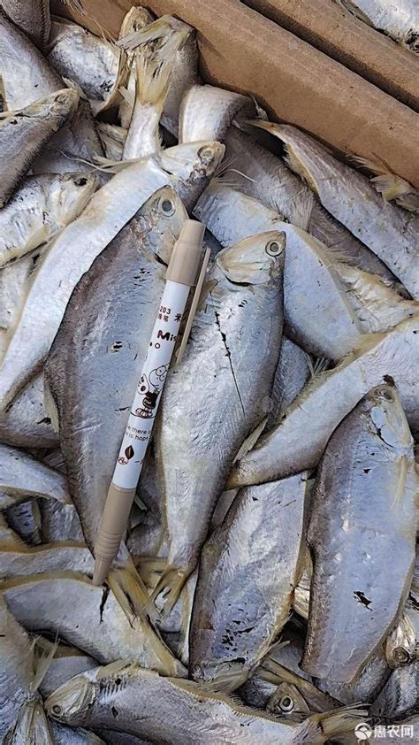 鱼片涮几秒就能吃的鱼火锅，三峡船说活鱼捞在甘肃临夏又开新店了