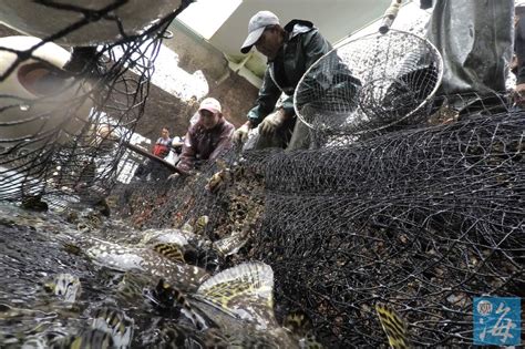 观赏鱼养殖示范基地 - 郑州川海饲料有限公司