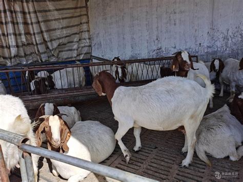 波尔山羊价格目前价格50只波尔山羊批发的价格 波尔山羊价格目前价格-食品商务网