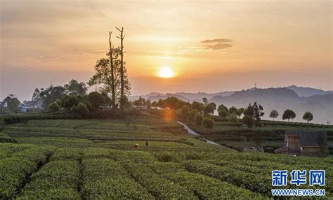 激活茶产业发展 雅安市名山区走出茶旅融合发展新道路-新华网