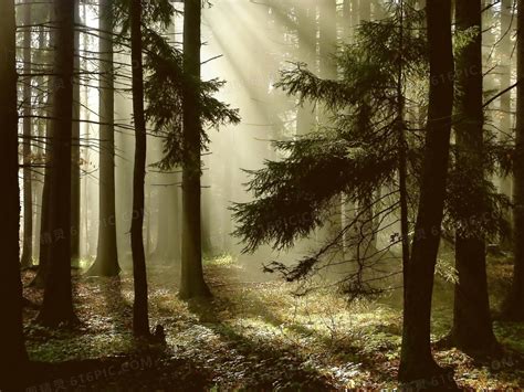 沐浴在阳光下的小树林摄影高清jpg图片免费下载_编号1y2hwkoyz_图精灵
