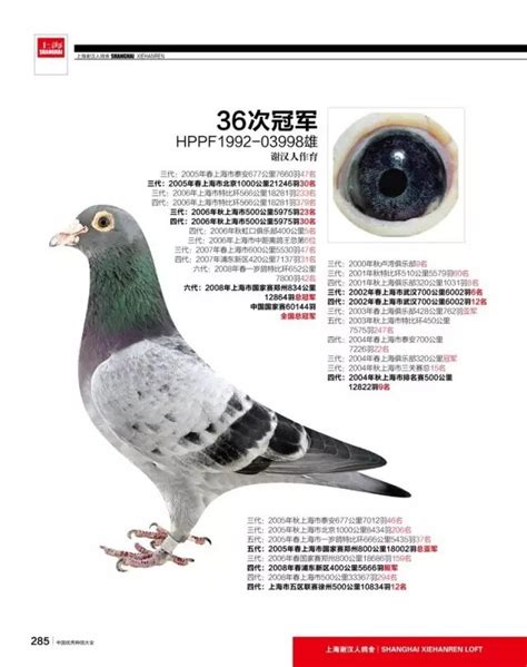 羽色遗传-中信网鸽事百科-中国信鸽信息网