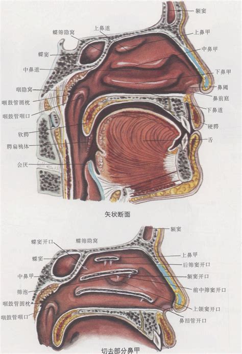 口腔解剖（Oral Anatony）_《口腔科学》在线阅读_【中医宝典】
