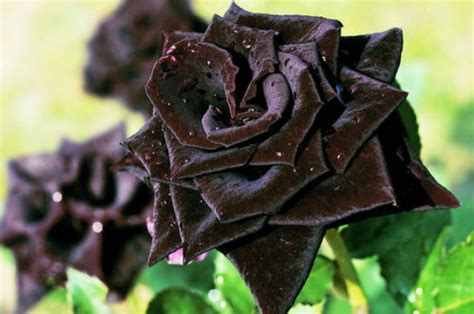 黑玫瑰花语是什么?-黑玫瑰的花语-黑玫瑰花语是什么 - 大盆景网