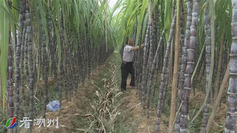 甘蔗种植园高清摄影大图-千库网