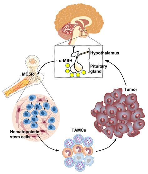 一张图看懂肿瘤免疫循环及其治疗策略 - 91360智慧病理网
