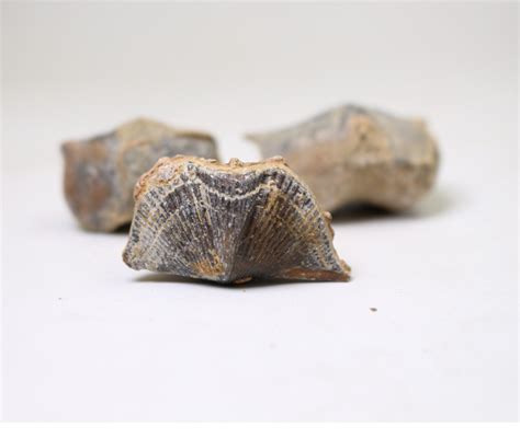 莱芜燕子石：沉睡五亿年的瑰宝|白云岩|燕子石|莱芜_新浪新闻