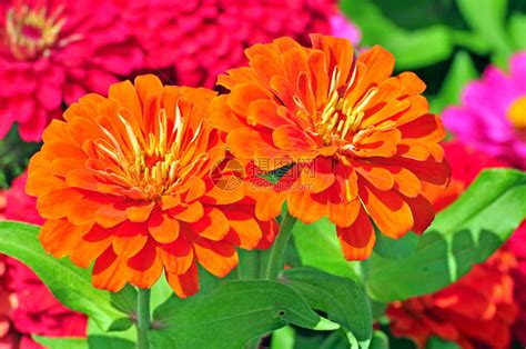 有五彩缤纷的花朵的花园高清图片下载-正版图片505388366-摄图网