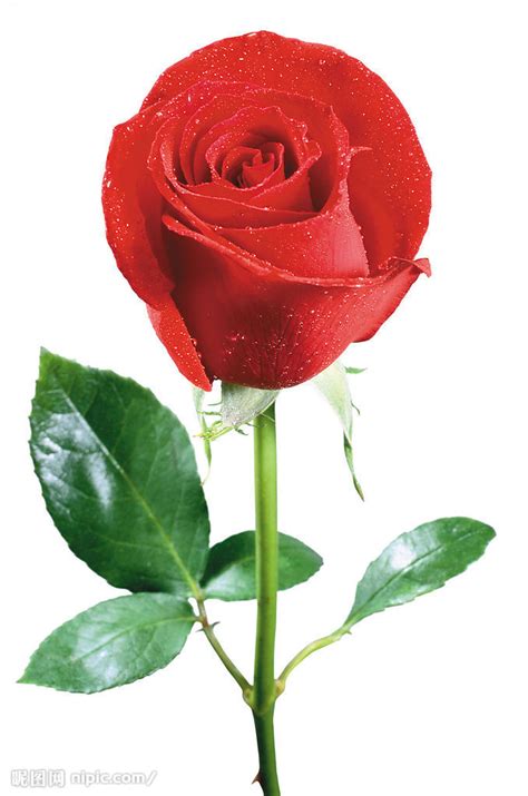 一支玫瑰花图片-白色背景下的一支玫瑰花素材-高清图片-摄影照片-寻图免费打包下载