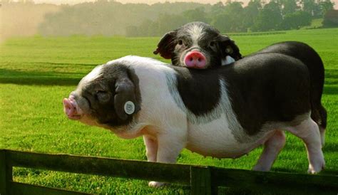 辽宁丹东：900斤大猪没人敢买 养猪人骑猪求关注-荔枝网图片
