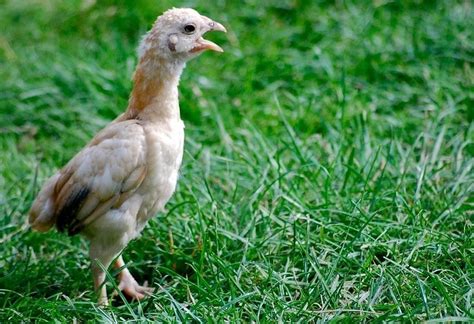 Shamo Chicken Guide: Size, Appearance, Temperament and More