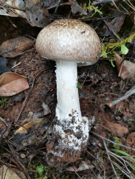 老鹰菌图片