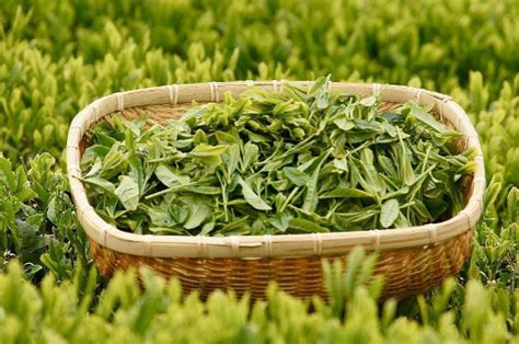 100亩茶园利润多少（100亩茶园一年多少收入- 茶文化网