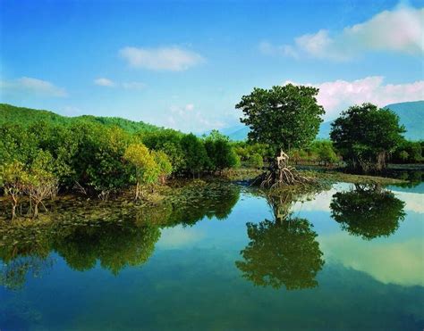 广西北仑河口国家级自然保护区之红树林印象 _www.isenlin.cn