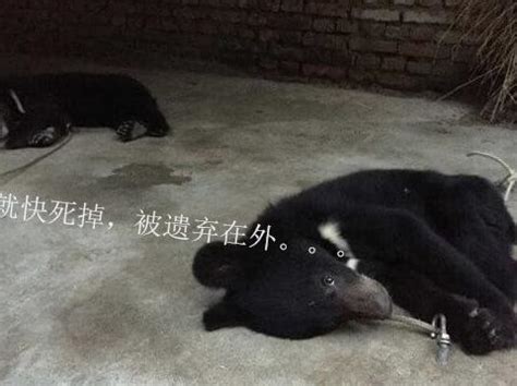 黑熊被虐待全过程：被勒颈绑墙上，强迫站立生穿鼻