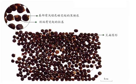 水红花图片