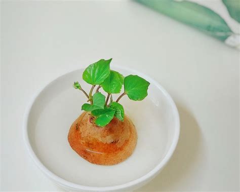 【水培红薯的做法步骤图，水培红薯怎么做好吃】tina2046_下厨房