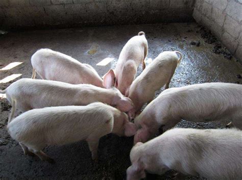 农村散户养猪有补贴吗 今年养猪五项补贴-股城热点