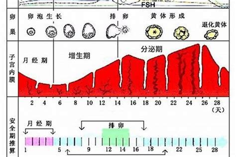 女生生理期怎么算_八字_若朴堂文化