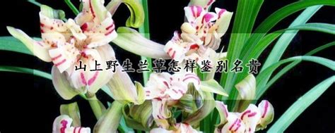 兰花的品种有哪些,兰花的品种及图片名字,10万元以上兰花图片_大山谷图库