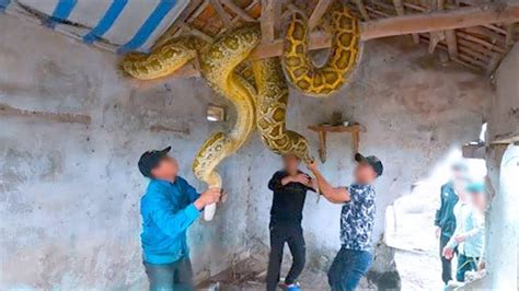 工地上挖出超大巨型蟒蛇，6个有史以来人类捕获的最大的蟒蛇，比成年人腰还粗