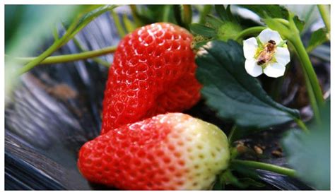 东北健康大草莓，香！甜！_户型屠说_问房